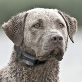 SportDOG Brand® SD-425XS X-Series FIELDTRAINER® ADD-A-DOG® COLLAR - FOR STUBBORN DOGS  - SDR-AXS